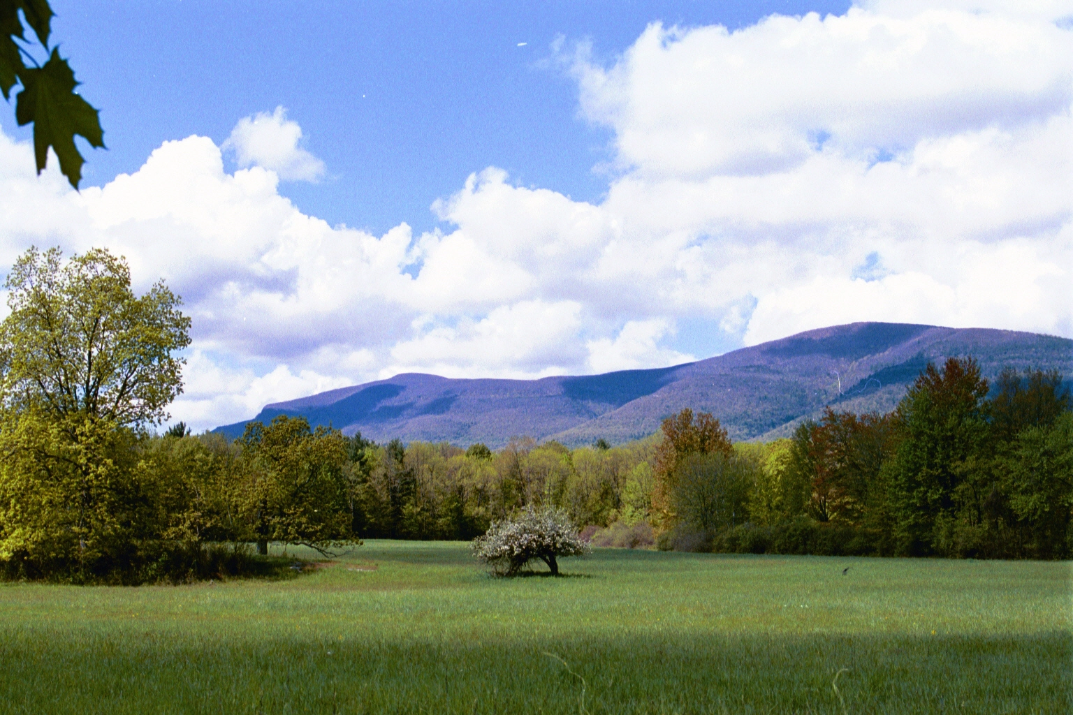 Beautiful View - Field Trees Mountains - by Joy Moore copy.webp